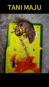 TM/ UBAT UMPAN/ Perangkap gam tetikus Super ular Bugs Tikus Tikus pena kertas lipatan kawalan periosak Pad Perangkap Tikus