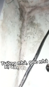 Combo Tẩy Rửa Chống Mốc Hoàn Hảo Tẩy Rửa Mốc Son Lót + Phụ Bóng gỗ