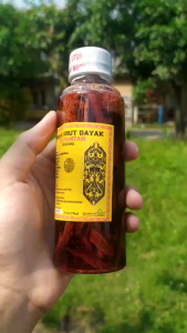 Minyak Urut Dayak Kalimantan 250ml Asli Plus Packing Kardus