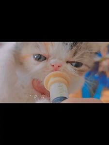 ชุดจุกนมลูกแมว หมาพร้อมใช้งาน ไซริงค์ จุก จุกป้อนนมกระรอก กระต่าย หนู แมว ไม่โฆษณา