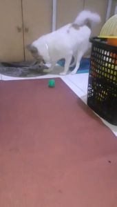 The Ultimate Guide to Pet Molar & Toy Balls