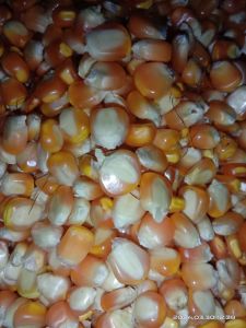 Bibit jagung kampung tawar per 1 kg sudah di pipil