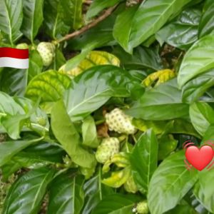 DAUN MENGKUDU FRES 250gram  DAUN PUCUK MENGKUDU DAUN HERBAL MENGKUDU