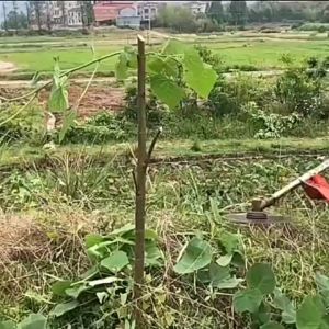 Mekitor 4 stroke grass cutter Backpack lawn mower Heavy duty garden trimmer 139 gasoline engine Portable lawn mower