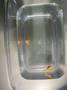 SANTA GOLD SB RB SFC PAIR