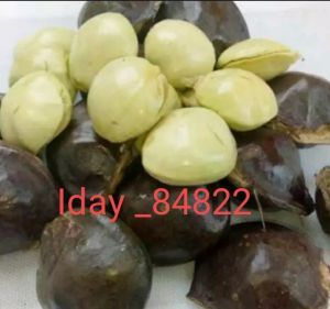 buah jengkol muda I jengkol muda belum di kupas baru di petik