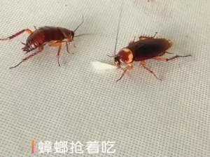 Powerful Cockroach Trap & Killer Bait - Plant-Based Non-Toxic Safe Repellent Household Cockroach Pest Control