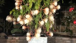 arwaka queen of the night cuttings