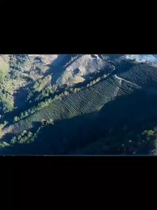 เครื่องตัดแต่งพุ่ม เครื่องตัดแต่งกิ่ง 24V เครื่องตัดแต่งกิ่งไม้ ไร้สาย ตัดแต่งพุ่ม ตัดแต่งกิ่งไม้ สตาร์ทง่าย เครื่องตัดหญ้าไฟฟ้า ฟรีกรรไกร（COD）