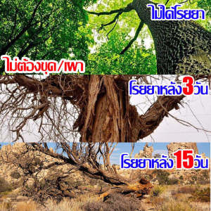 ตรงไปที่ราก รากไม้เน่า10000% ยาฆ่าไม้ไผ่ รากเน่าเสียทันที ผงกำจัดกอไผ่ ไม่ต้องใช้แรงงานคน ล้มเอง สารกำจัดกอไผ่ กำจัดต้นไม้และไผ่ให้หมดจด ปุ๋ยกำจัดกอไผ่ ยาฆ่าไผ่ สารกำจัดต้นไผ่ ผงกำจัดไผ่ ผงฆ่ากอไผ่ กำจัดกอไผ่ ต้นไม้ใหญ่ไม้ไผ่ กำจัดวัชพืช