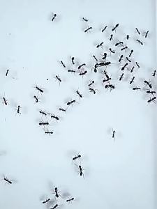 Ant Killer Box Gecko Repellent Artifact Ant poison 8PCS/BOX Cockroach removal Bedroom home use 灭蚁剂