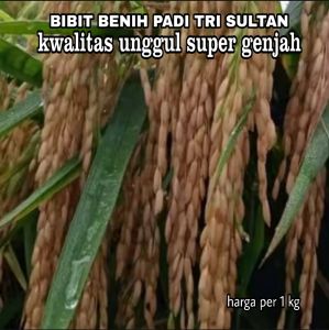 BENIH BIBIT PADI TRISULTAN KWALITAS UNGGUL SUPER GENJAH bibit jenis terbaru 2023 - 2024 b netto 1 kg