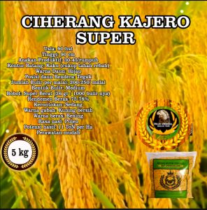 COD 5 KG CIHERANG KAJERO BENIH BIBIT PADI SUPER GABAH BERKUALITAS GENJAH