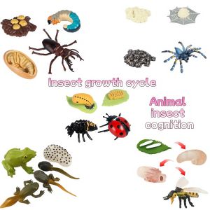Simulation animal model insect growth cycle model set suitable for home decoration desktop ornaments childrens cognition