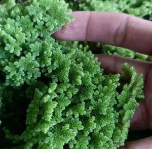 Bibit azolla super azola 1kg pakan ikan dan ternak
