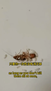 🔥Ready Stock in SG | [Buy 3 get 2 free]Japan Lizard repellent gel / Cockroach Gecko Repellent Safe & Non-toxic Plant Formula durable protection Plant Formula Buy More Save More