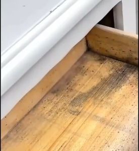 ✨อัตราการกำจัดเชื้อรา 200%✨ น้ำยากำจัดเชื้อรา กำจัดเชื้อรากระดานเตียง กำจัดเชื้อราไม้ 500ml สเปรย์กำจัดเชื้อราบนไม้ เทคนิคญี่ปุ่น ปลอดสารพิษ ไม่เป็นอันตราย ไม่ระคายเคืองเมื่อสัมผัสกับผิวหนัง /ขจัดเชื้อรา คราบเชื้อรา ฉีดเชื้อรา เชื้อรา เพดาน