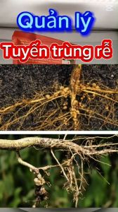 Phòng trừ tuyến trùng rễ vết thương và nấm bệnh ở rễ giúp bộ rễ phục hồi và  phát triển mạnh-SẠCH TUYẾN TRÙNG 450ml+TPFOS 800gram