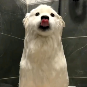 🇸🇬 Silicone Dishwashing Gloves Pet Grooming Rubber Scrubbing Gloves Sponge Cleaning Brush for Housework Cars Dogs