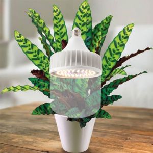 Đèn led trồng cây Rạng Đông 50W đèn quang hợp cho cây trong nhà kích thích tăng trưởng Model:TC-T135/50W WBU