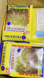 PROMO DISKON!! Benih Padi Hibrida MAPAN P 05 1 kg Kemasan Asli Pabrik hemat urea th 2026