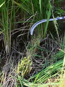 เคียวแมงกานีส เคียวเหล็กแมงกานีส เคียวเกี่ยวหญ้า เคียวเกี่ยวข้าว มีดถางหญ้า คียวตัดกิ่งไม้