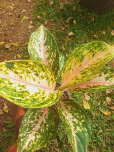 Tanamam Hias Aglonema Gress Pink