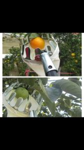 COD HOMYL Jaring Net Pemetik Buah Fruit Picker Collection Head 14cm - HM16 / alat petik panene buah mangga jaring sekop teleskopik serbaguna / bantu memetik buah di ketinggian murah multifungsi bahan kokoh awet kuat / promo pengiriman cepat terbaik viral