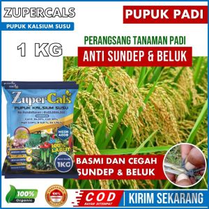 (NEW) Pupuk Padi Terbaik Anti Hama Sundep dan Beluk ZuperCals 1 KG – Pupuk Pembesar Padi Anti Patah Batang dan Rontok daun Padi – Pupuk Pembesar Padi Obat Padi Maksimalkan Hasil panen Padi Anti Wereng Walang Sangit & Semua Virus Tanaman
