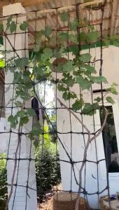 Media Rambat Sabut Kelapa: Jaring Rambatan Anggur & Cocomesh