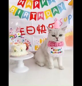 coolpet 🐶 หมวกวันเกิดสัตว์เลี้ยง ปลอกคอสัตว์เลี้ยง ปลอกคอวันเกิด เซ็ตผ้ากันเปื้อนวันเกิดแมว สุนัข ครบเซ็ต งานปัก