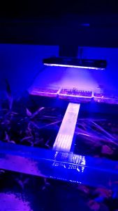 LED Grow Lights: Full Spectrum Floodlights & Multi-Color Phytolamps