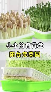 LZD  Mầm Đậu Nảy Mầm Trong Chậu Mầm Rau Khay Cây Giống Trồng Rau Thủy Canh Không Cần Đất Thiết Bị Trồng Rau Thủy Canh Trồng Đậu Hà Lan Mầm Đậu