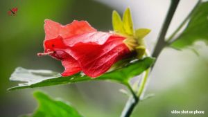 YGT YC24HD Pro IPS 100hz 24 1920*1080 FHD Game Display Wide LED Monitor