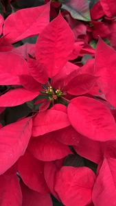 ต้นคริสต์มาส หรือ ต้นพอยน์เซตเทีย สีแดงสด ต้นไม้สัญลักษณ์แห่งความสุขช่วงวันคริสต์มาส Poinsettia