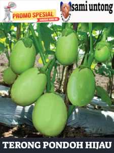 VARIAN TERBARU BENIH TERONG PONDOH HIJAU benih tanaman terong bulat hijau