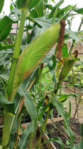 Isi Sekitar 50 butir Benih Jagung Manis kemasan repack Kemasan Alumunium Foil