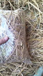 Promo Jerami Padi Bersih Kering Paket 4 Pack Awul-Awul Sarang Peliharaan Ayam Hamster Entok Kelinci