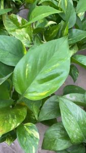 Cây trầu bà thủy sinh dễ sống trồng trong nhà cây lọc không khí tốt dễ chăm sóc cây phong thủy