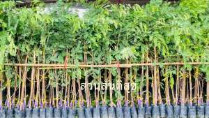 กิ่งพันธ์มะขามเปรี้ยวยักษ์ (ฝักดาบใหญ่) (ชุด15ต้น)