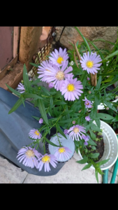 TSC - Purple Aster Plant sapling without soil