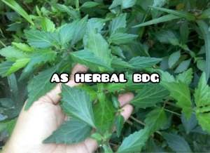 Daun kumis kucing segar 500 gram GRATIS kejibeling-az