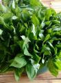 Daun Sintrong Segar baru dipetik neto 500Gram. 