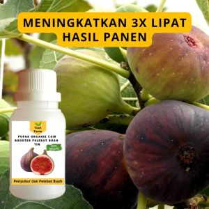 Pupuk Tin Cepat Berbuah & Pupuk Pelebat Buah Tin
