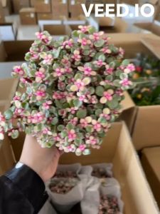 CHẬU SEN ĐÁ ĐÔLA _ MUA ĐÔ LA ĐỂ CÓ NHIỀU ĐÔ LA GIÁ SỈ