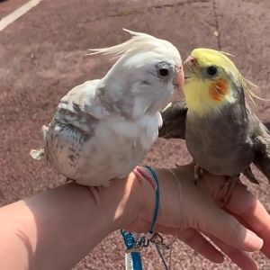 สายพร้อม สายจูงนก สายจูงนก แบบยืดหยุ่นได้ เชือกนก ป้องกันนกหลุด ห่วงเปิดนก ห่วงขานก