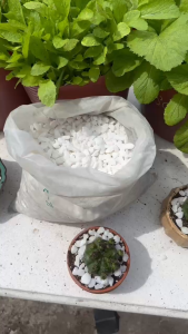 Sỏi Trắng Tự Nhiên Trang Trí Chậu Cây Cảnh – Gói 1kg | Decor bonsai sen đá xương rồng