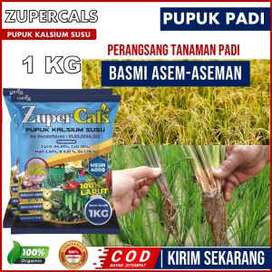 PUPUK ZUPERCALS Anti ASem-Aseman Padi isi 1 KG – Pupuk Pembasmi Asem-aseman padi manjur – Obat Pelebat Padi Anti Penyakit Hama Virus Asem-Aseman Padi Mujarab – Pupuk Organik Cair Semprot Anti Asem-Aseman padi