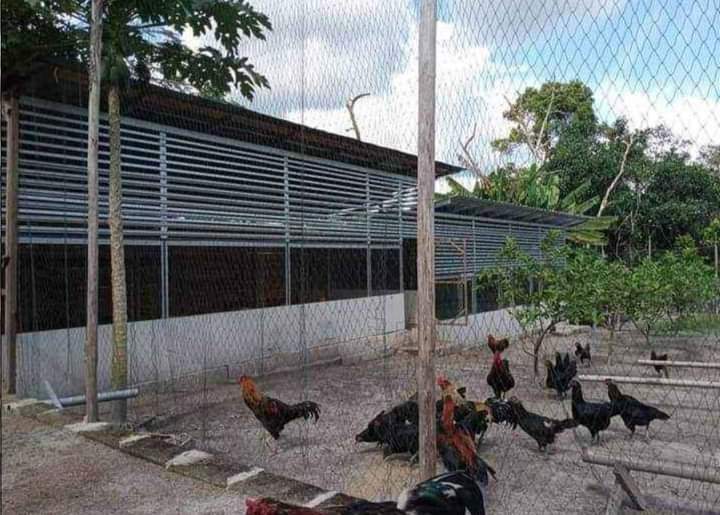 Jaring /Jala ukuran 25meter x 1meter | Lazada Indonesia