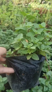 S999 ต้นเปปเปอร์มิ้นต์ ใส่ถุงดำ 6 นิ้ว ต้นแข็งแรง พร้อมปลูก ประดับจานอาหาร กลิ่นหอมสดชื่นเย็นๆ ใช้ทำชา